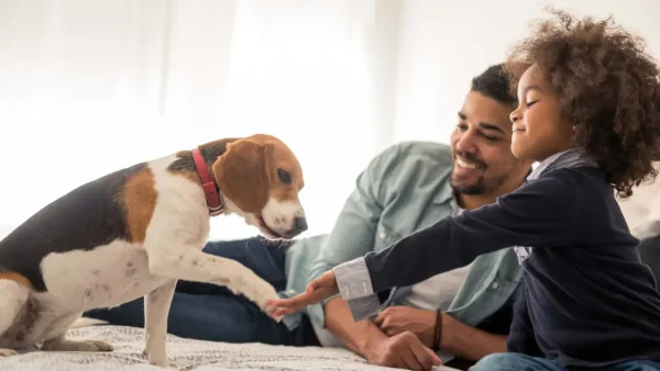 Pet Obedience Coaching Scottsdale for Better Dog Behavior